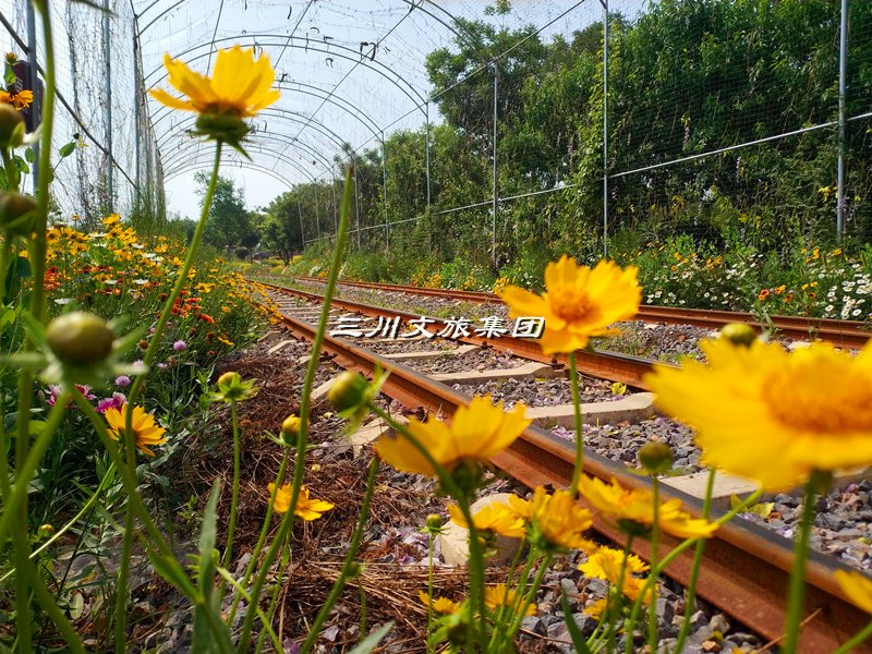 有轨观光小火车,有轨观光小火车厂家,有轨观光小火车价格